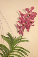 1st orchid